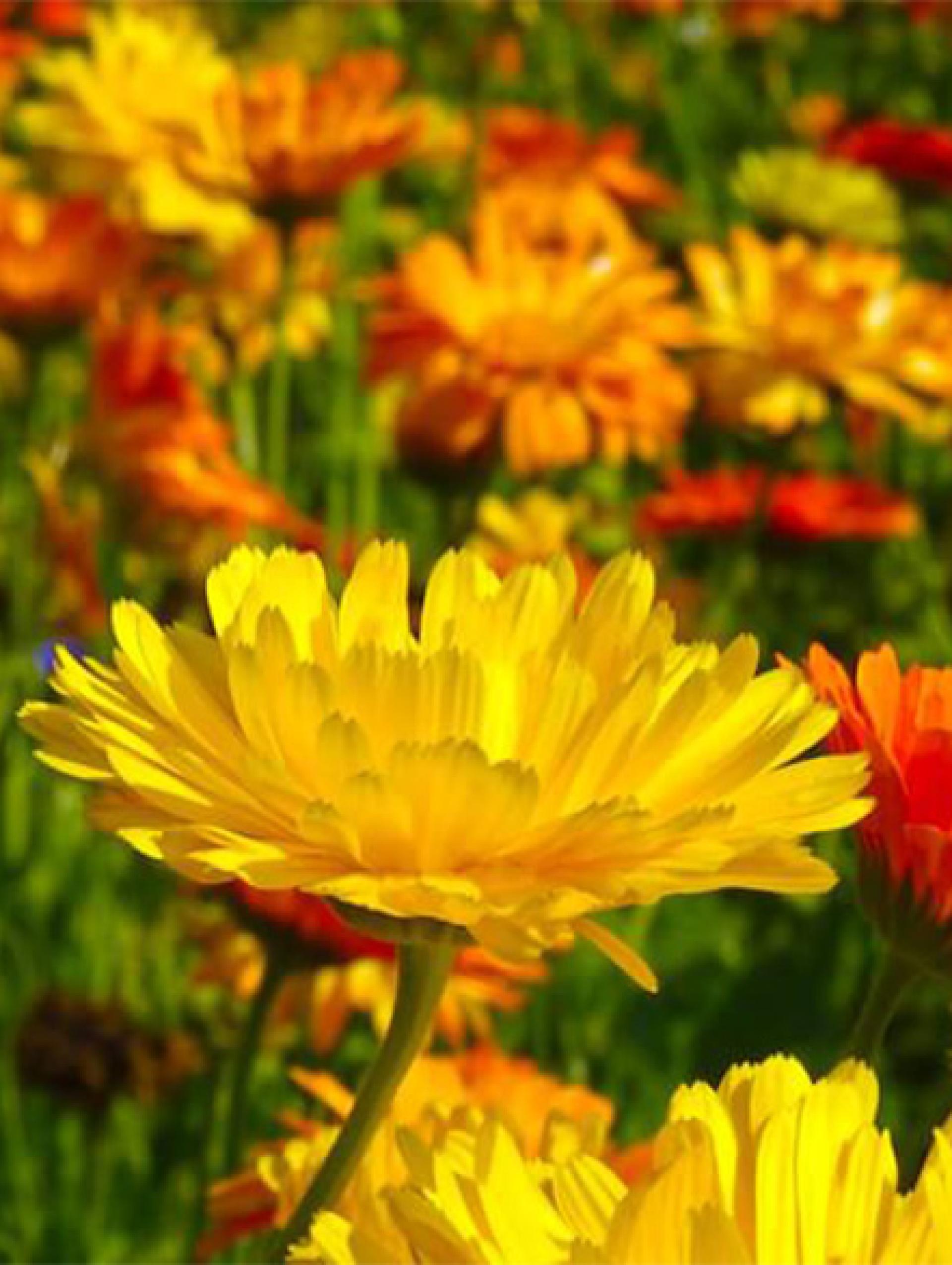 Marigold extract (lutein)