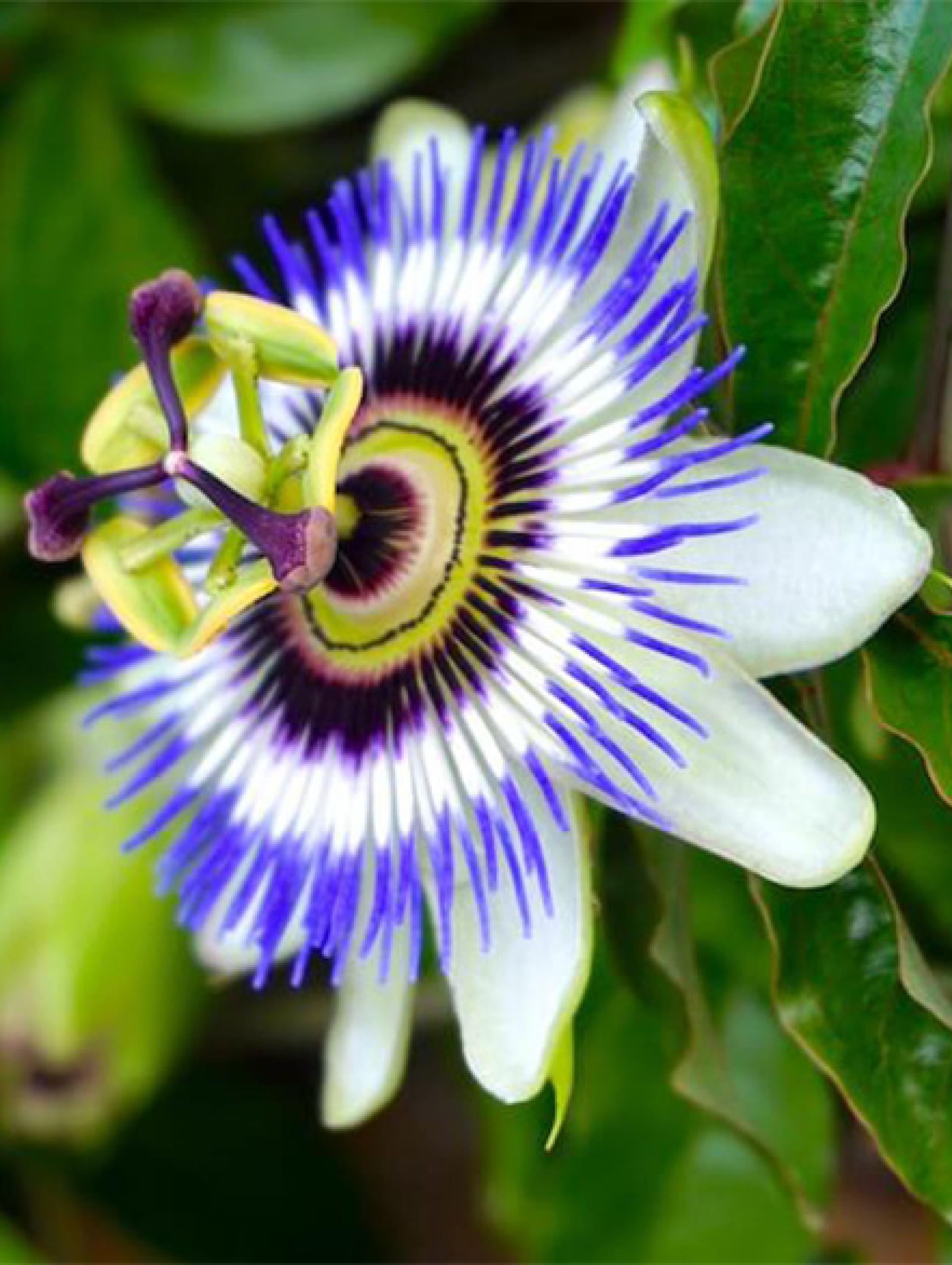 Passionflower